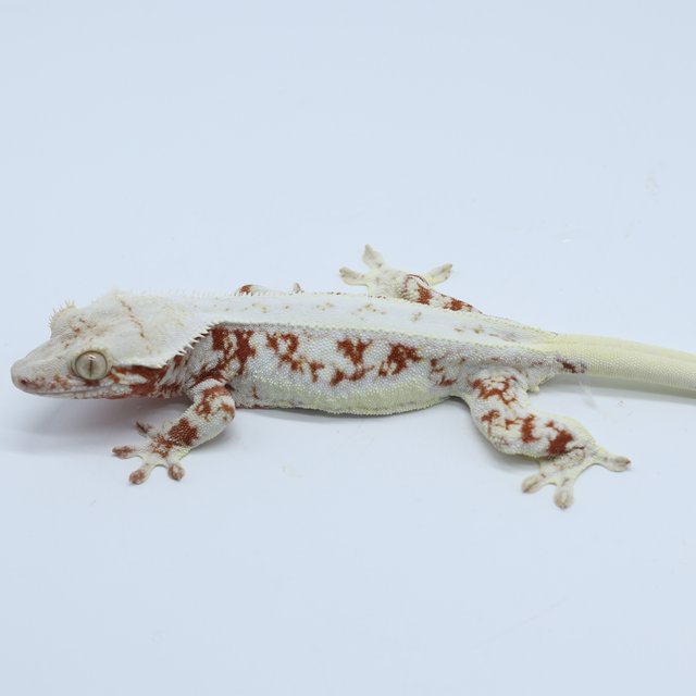 릴리화이트 화이트 레드