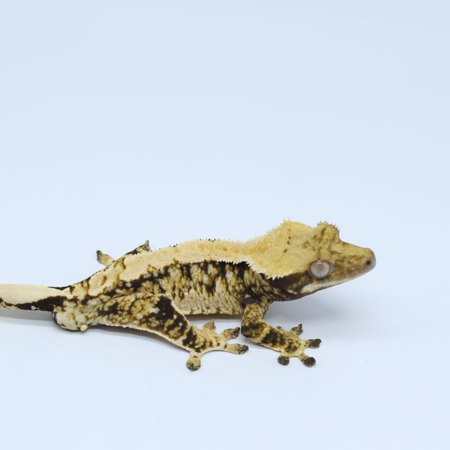 트라이 솔리드백