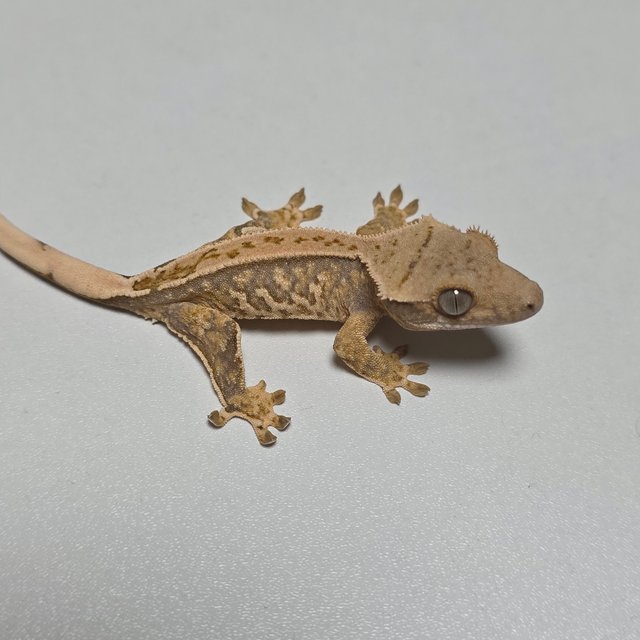 트라이 핀스트라이프