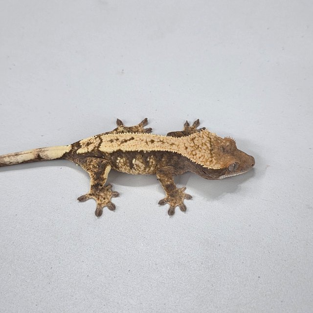 100%헷아잔틱 세이블