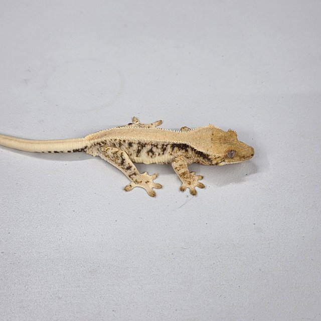 릴리100%헷아잔틱