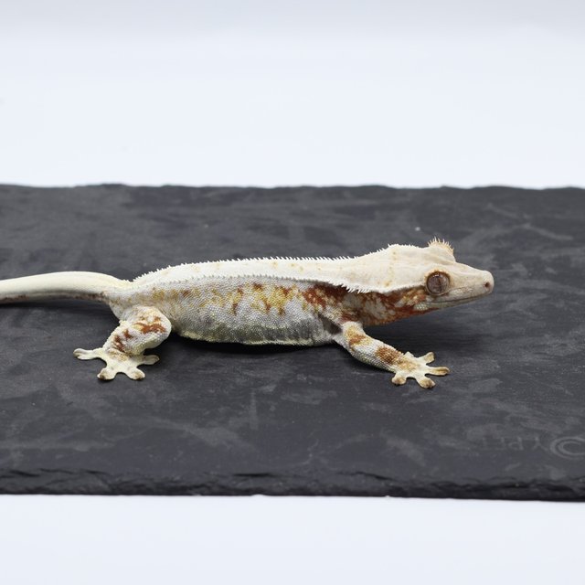 릴리화이트 레드