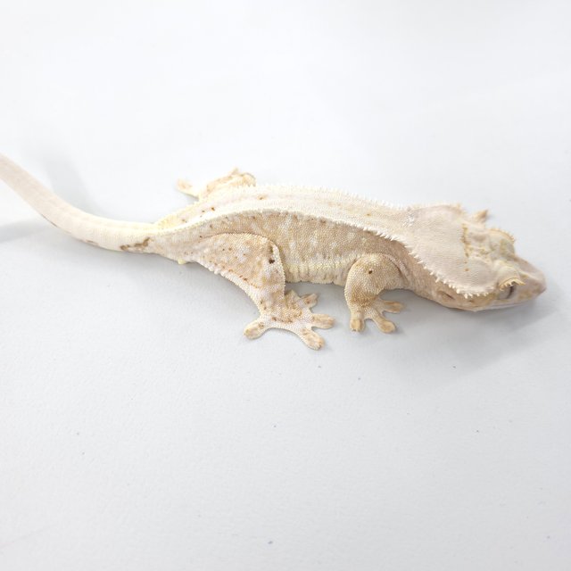 릴리100%헷아잔틱