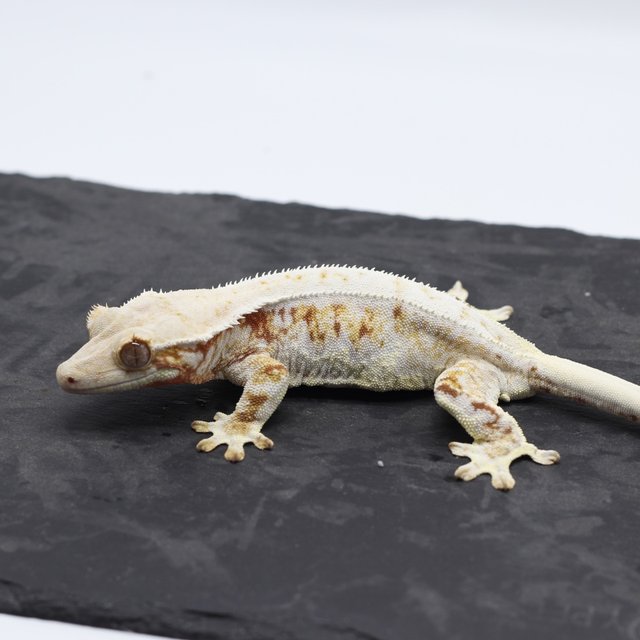 릴리화이트 레드