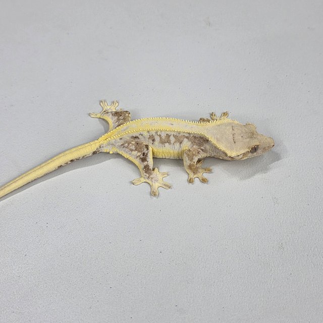 릴리100%헷아잔틱