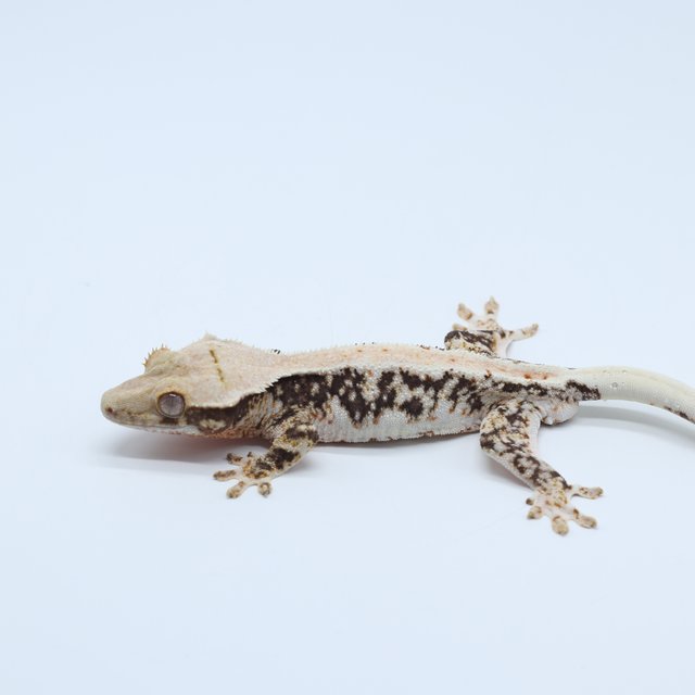 릴리100%헷아잔틱