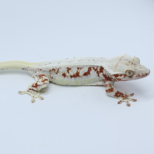 릴리화이트 화이트 레드