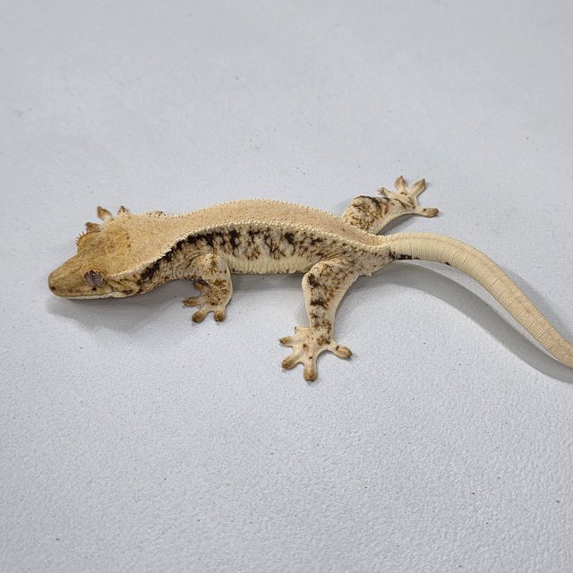 릴리100%헷아잔틱