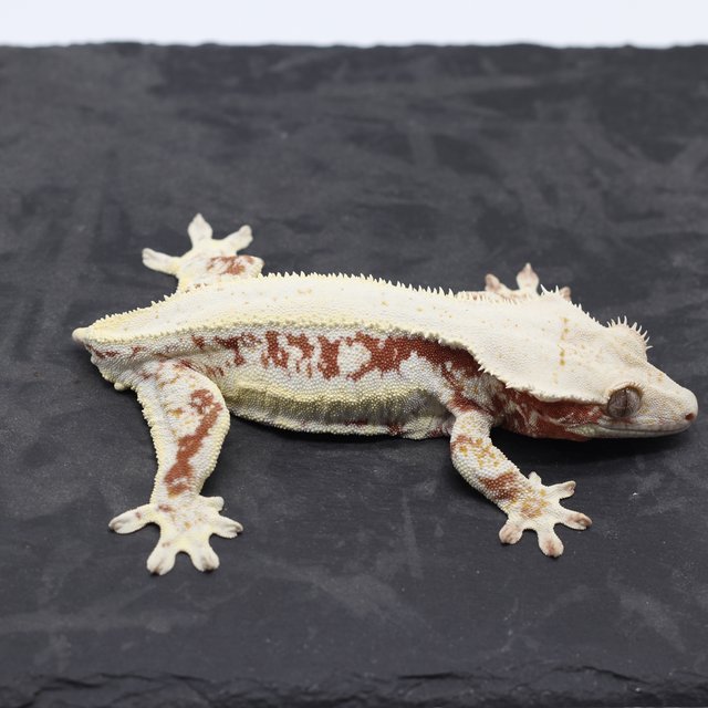 릴리화이트 레드