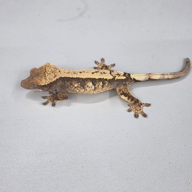 100%헷아잔틱 세이블