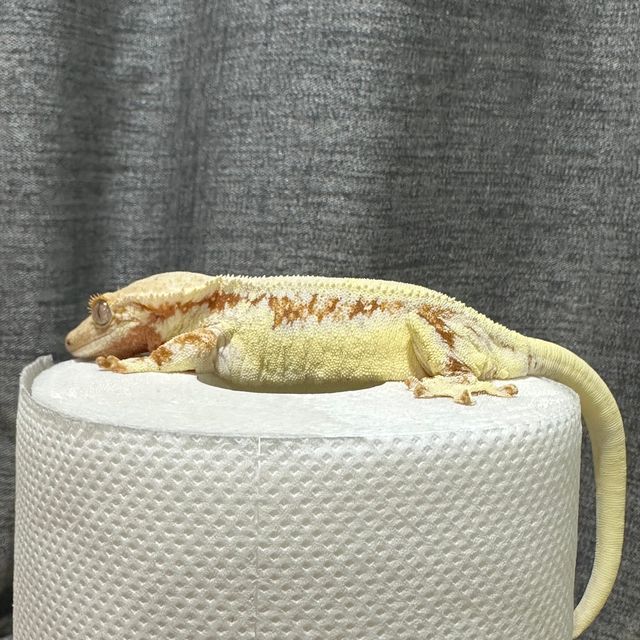 릴리화이트