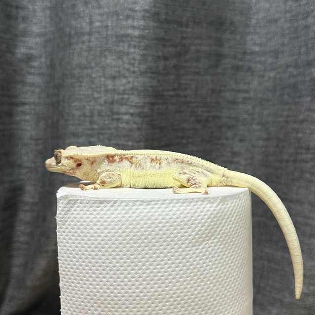 릴리화이트