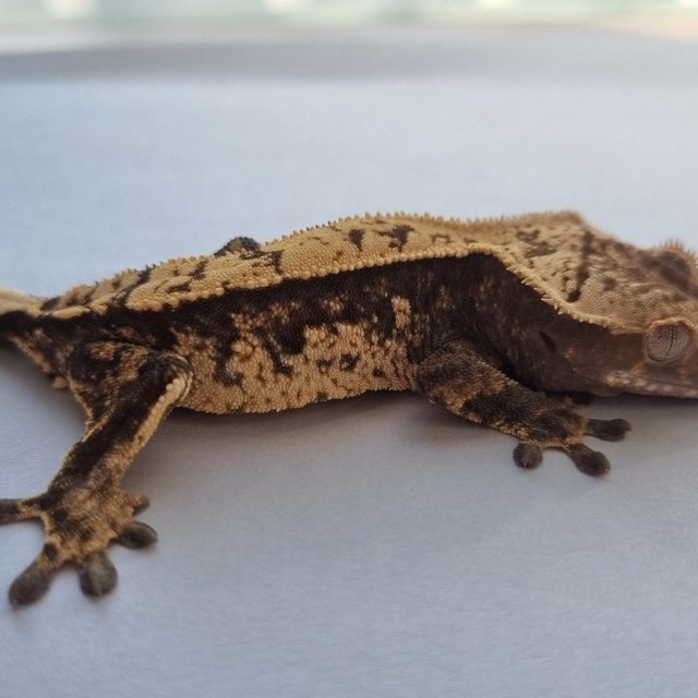 노멀 화이트스팟 쿼드 트라이