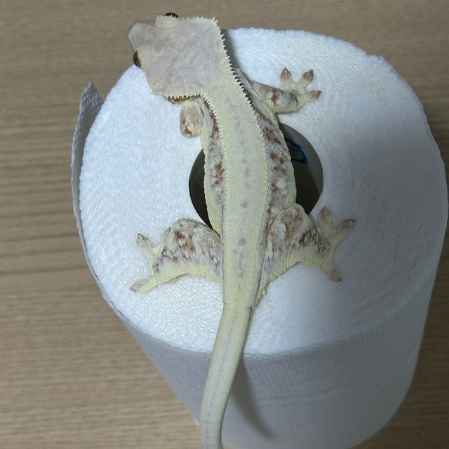 릴리화이트
