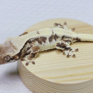 릴리 세이블