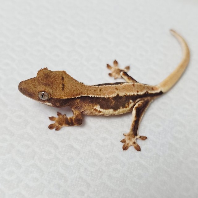 릴리100%헷아잔틱