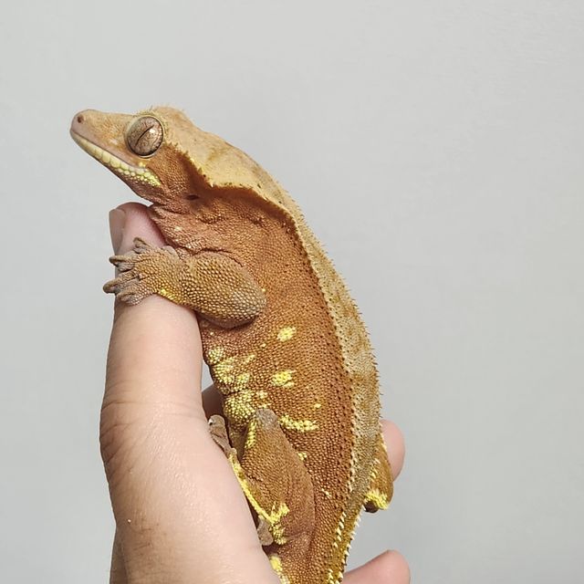 바이 레드