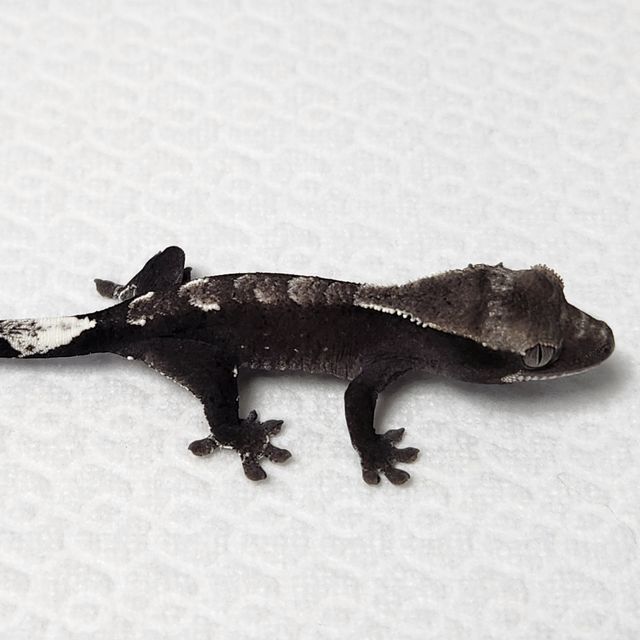 아잔틱