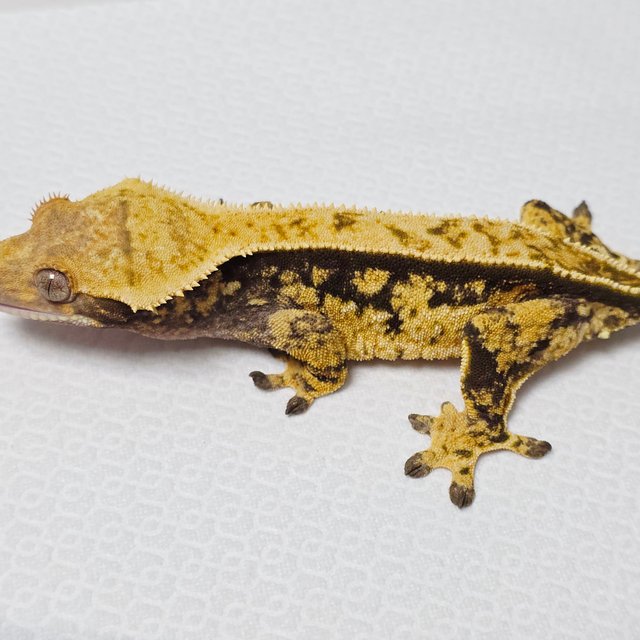 트라이 익스트림할리퀸