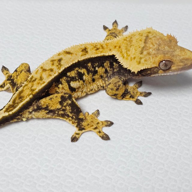 트라이 익스트림할리퀸