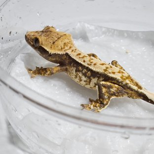 노멀 쿼드 화이트포트홀 핀스트라이프