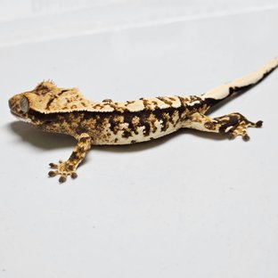 노멀 트라이 화이트포트홀 익스트림할리퀸