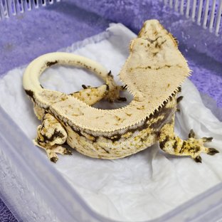 노멀 트라이 드리피