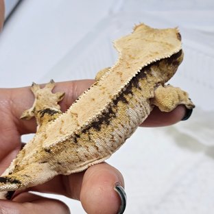 노멀 트라이 익스트림할리퀸 드리피