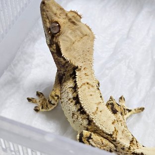 노멀 트라이 드리피 익스트림할리퀸 화이트포트홀