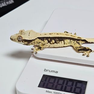 노멀 핀스트라이프