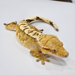 옐로우 크림 크림시클