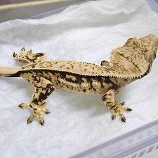 노멀 쿼드 풀핀 화이트포트홀