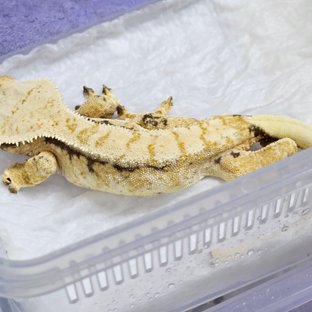 노멀 트라이 익스트림할리퀸