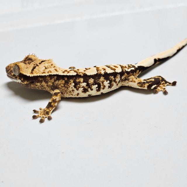 노멀 트라이 화이트포트홀 익스트림할리퀸