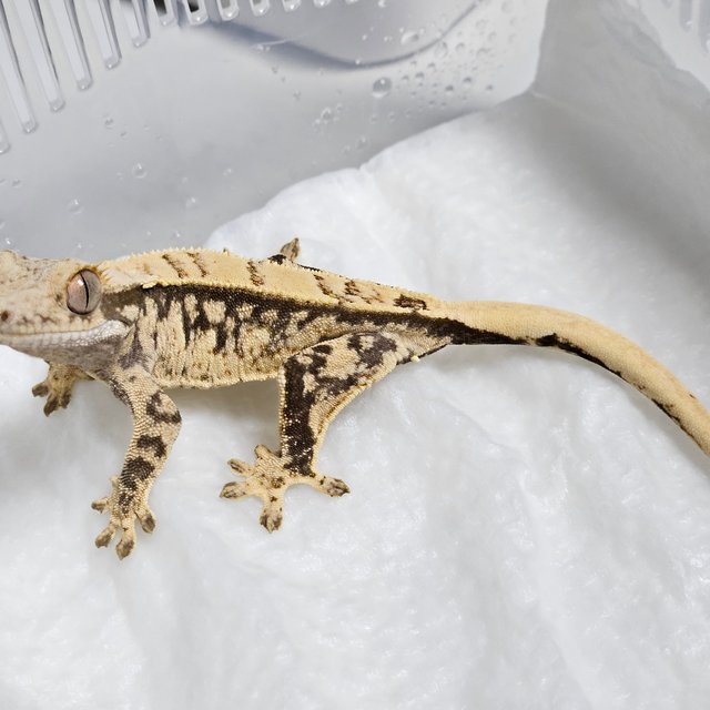 노멀 핀스트라이프