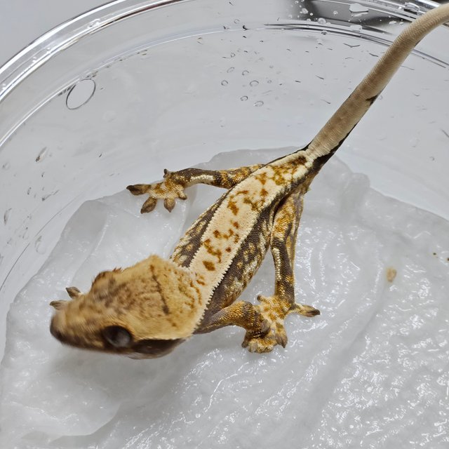 노멀 쿼드 화이트포트홀 핀스트라이프