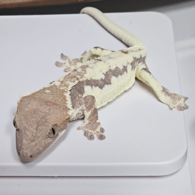 프라푸치노