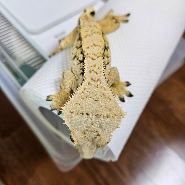 트라이