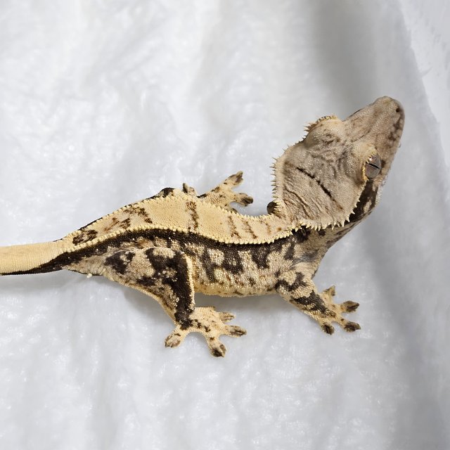 노멀 핀스트라이프