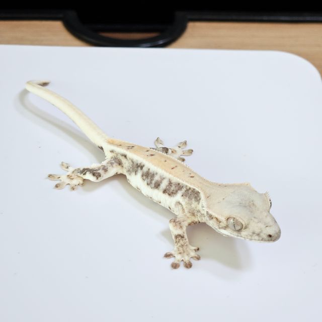 릴리화이트