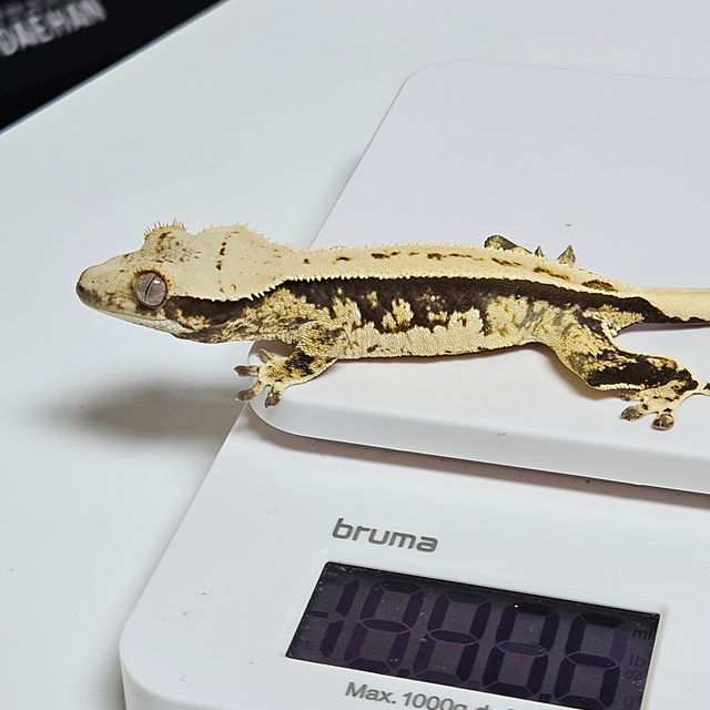 노멀 핀스트라이프