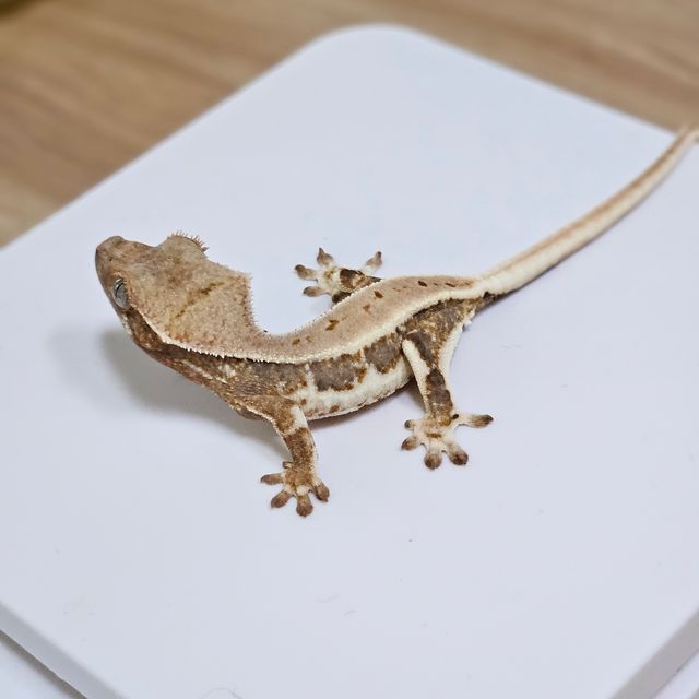 릴리화이트