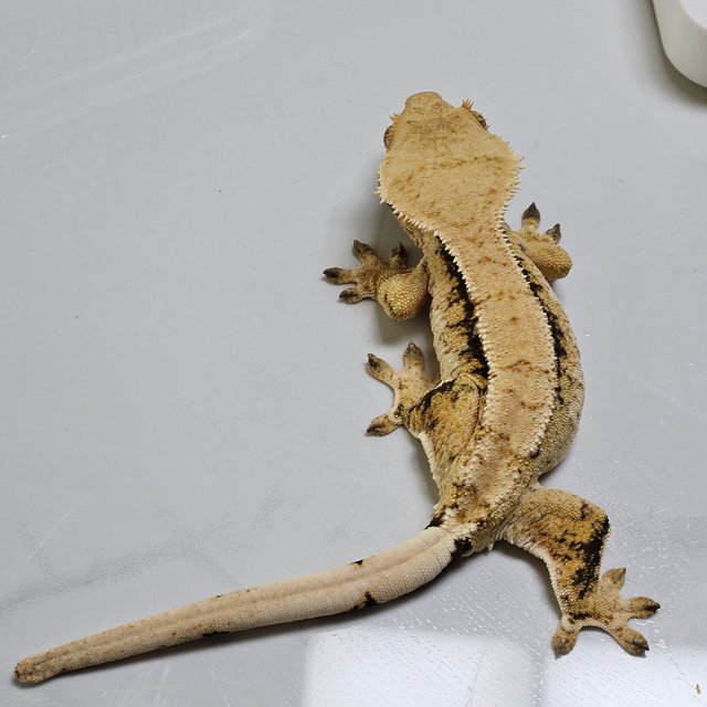 노멀 트라이 익스트림할리퀸 드리피