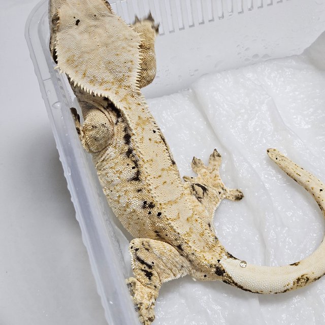 노멀 트라이 화이트포트홀 드리피 익스트림할리퀸