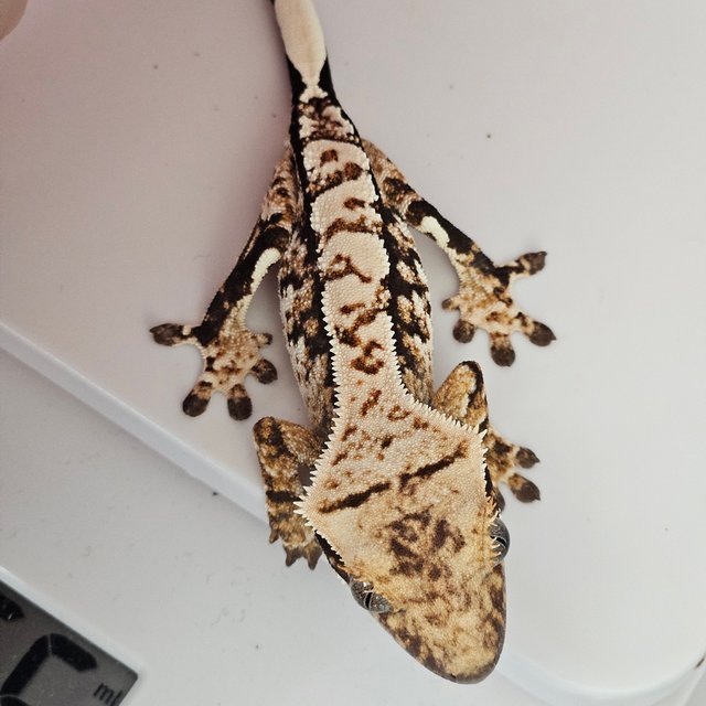 노멀 트라이 화이트포트홀 익스트림할리퀸