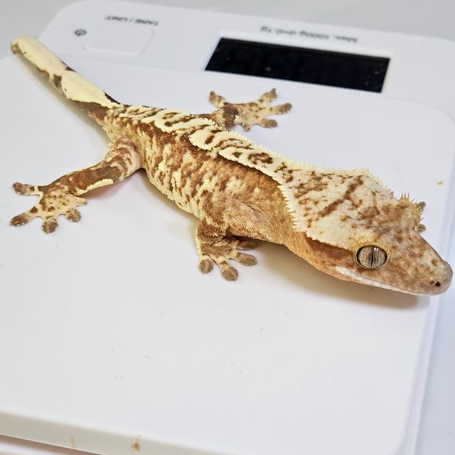 크림 크림시클 옐로우