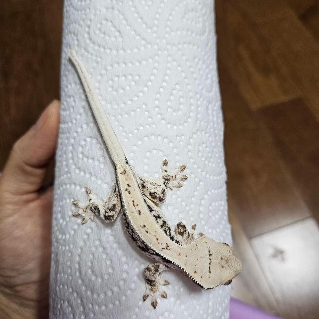 릴리화이트