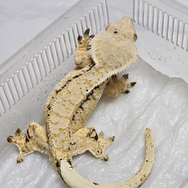 노멀 트라이 화이트포트홀 드리피 익스트림할리퀸