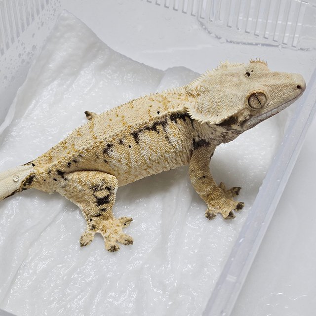 노멀 트라이 화이트포트홀 드리피 익스트림할리퀸