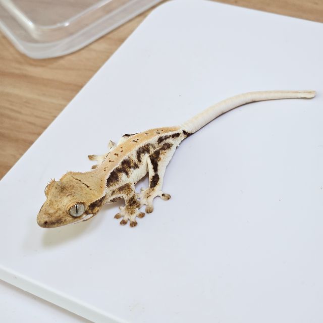 릴리화이트